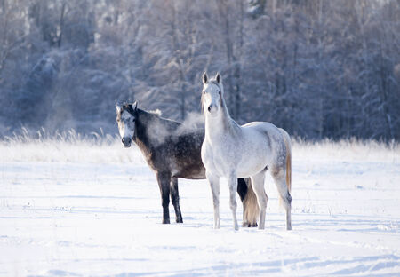 two grey horses in winter timeの写真素材