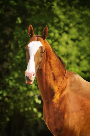The golden horse akhal-teke portrait in summerの写真素材