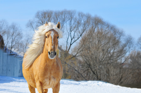 palomino horseの写真素材