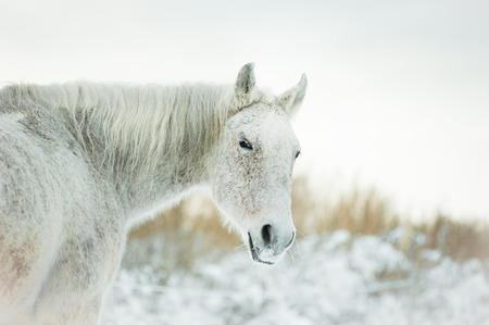 The grey mix breed horse in a winterの写真素材