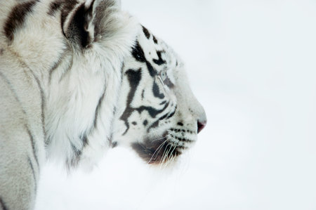 Profile of Bengal white tiger on a white backgroundの写真素材