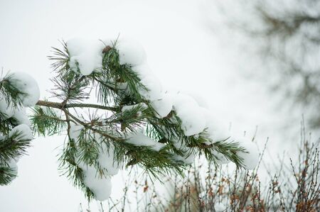 Pine branch under snowの写真素材