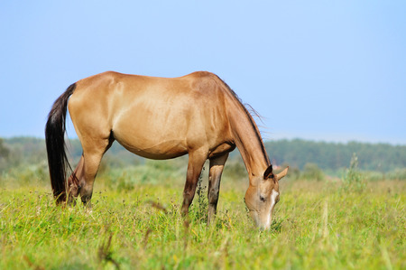 akhal-teke mare in pastureの写真素材