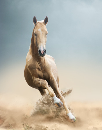 akhal-teke horse in desertの写真素材