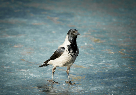 crow on frozen riverの写真素材