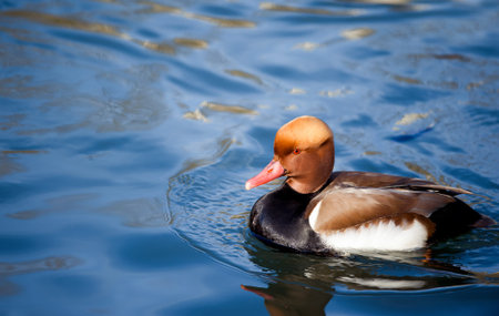 Nice duck with rusty head Red-crested Pochard, Netta rufina, floating on dark water surfaceの写真素材
