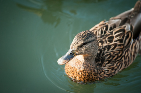 Young Duck in a Lake. Top viewの写真素材