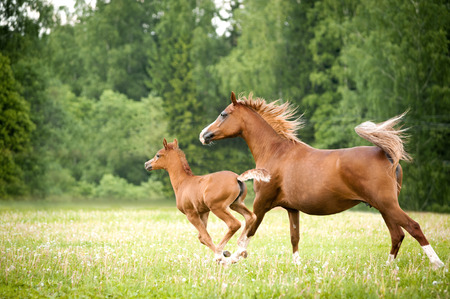 arabian foal with mare runs free in the fieldの写真素材