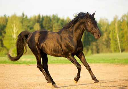 black stallion in sunsetの写真素材