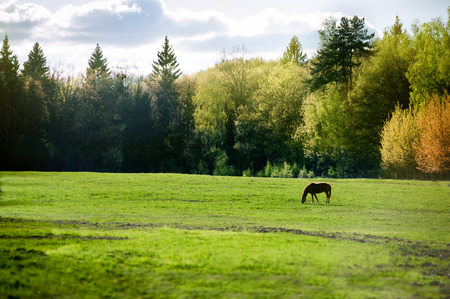 Summer meadow in eveningの写真素材