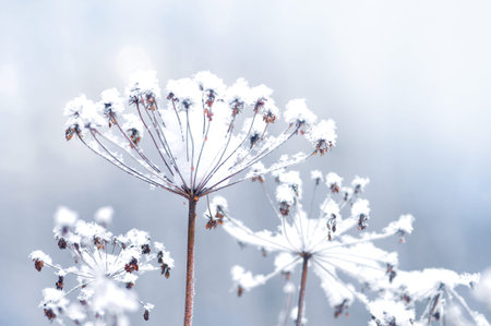 Frozen flower twig in beautiful winter snowfall 