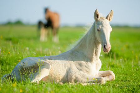 Little perlino akhal-teke foal laying on a pastureの写真素材