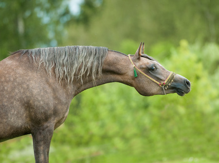 grey arabian horse with long neckの写真素材