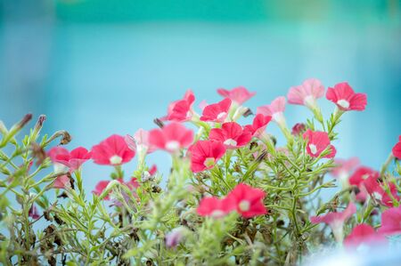 pink petunias on blue backgroundの写真素材