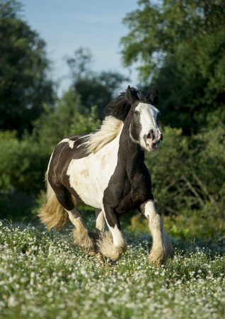 tinker horse summerの写真素材
