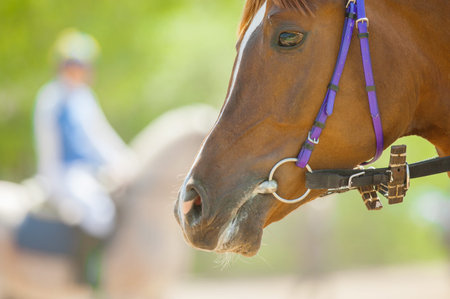 head of racing horse closeup before startの写真素材