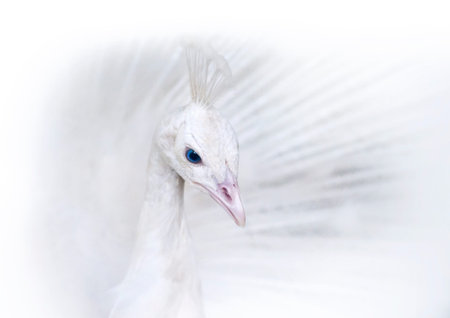 white peakock head in high keyの写真素材