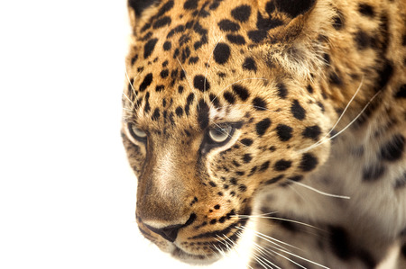 head of leopard isolated on whiteの写真素材