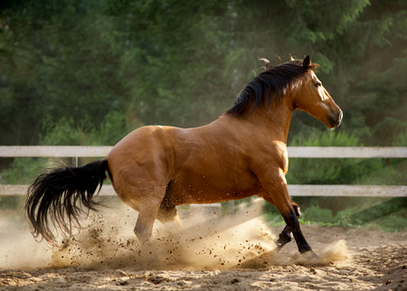 horse in the dustの写真素材