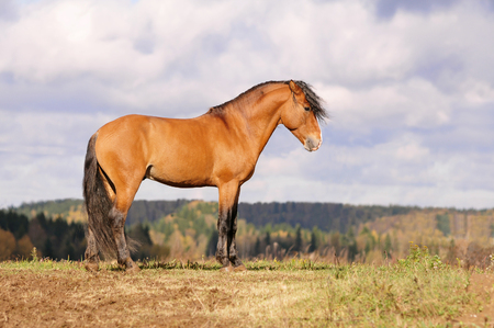 wild horse standing on a hill with autumn background behindの写真素材