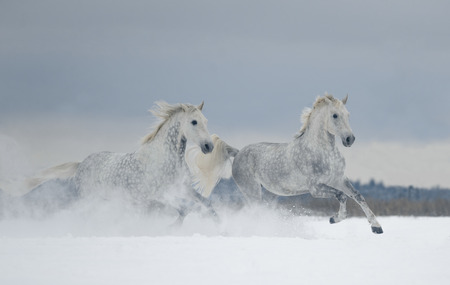 two grey dappled horses runs free in snow covered fieldの写真素材