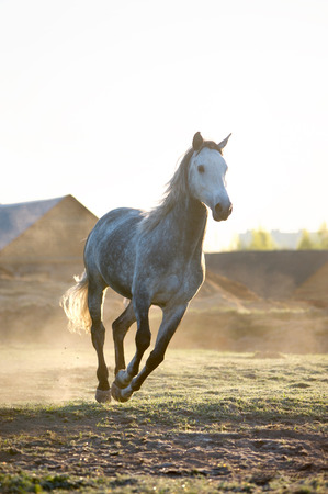 horse runs free in sunriseの写真素材