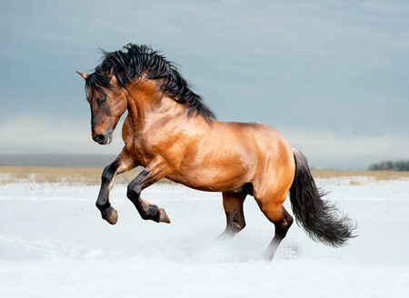 bay lusitano horse in winter fieldの写真素材