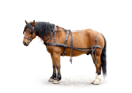 driving horse isolated on whiteの写真素材