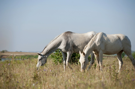 herd of horses eatの写真素材