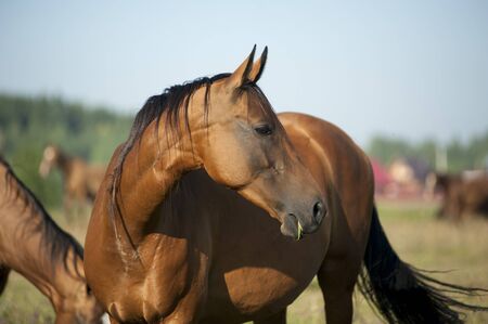 Beautiful brown horse portrait in summer at the pastureの写真素材