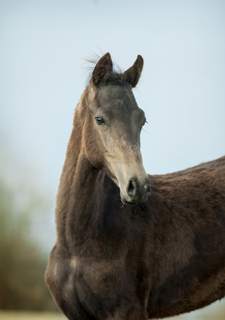 portrait of an akhal-teke coltの写真素材