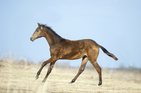 young akhal-teke colt runs free over an early spring fieldの写真素材