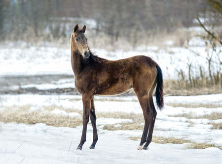 akhal-teke colt posing on a early spring meadowの写真素材