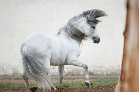 free andalusian horse against white backgroundの写真素材