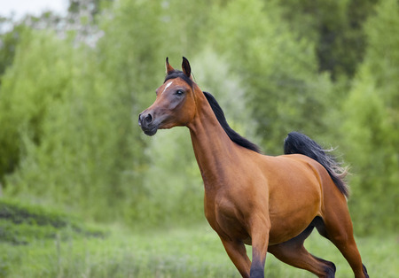 free bay arab horse in actionの写真素材