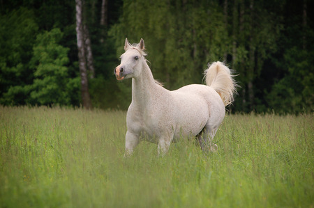 free white arabian horse runningの写真素材