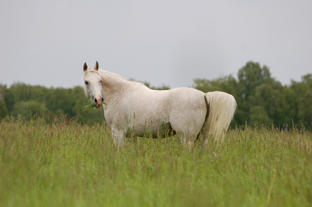 arabian mare grazing in fieldの写真素材