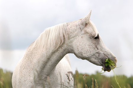 tender white arabian horse portraitの写真素材