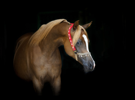 beautiful chestnut arabian filly portrait on blackの写真素材