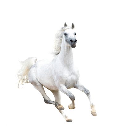 white arabian horse isolated on whiteの写真素材