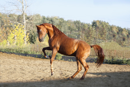 chestnut arab horse plays in paddockの写真素材