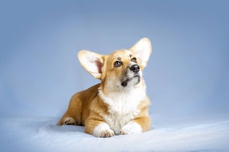 Welsh corgie pembrock puppy with dreaming faceの写真素材