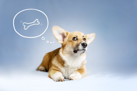 welsh corgie puppy dreaming of the bone on blue backgroundの写真素材