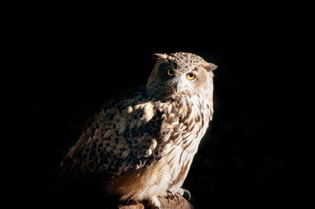 owl sitting on a stone on a blackの写真素材
