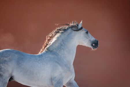 white andalusian horse near red wallの写真素材