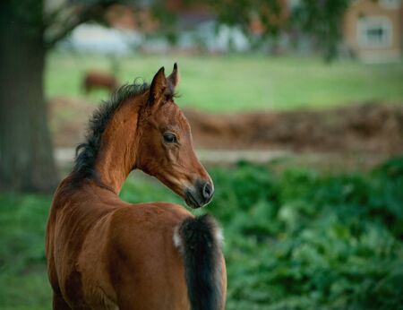 little arabian bay foal portrait with mother body close-upの写真素材