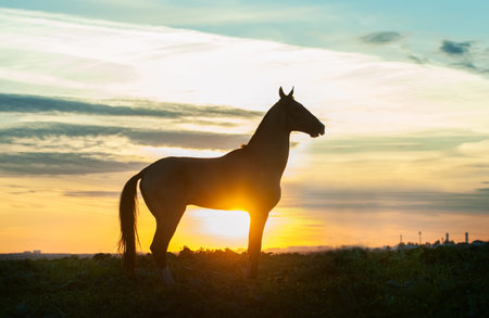silhouette of akhal-teke horse on sunsetの写真素材