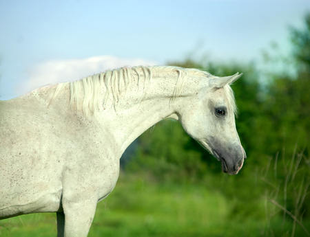 white arabian horse portrait on summer backgroundの写真素材