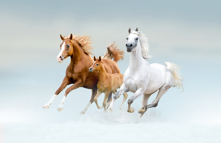 bay lusitano horse in winter fieldの写真素材