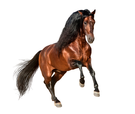 bay andalusian horse galloping isolated on white backgroundの写真素材